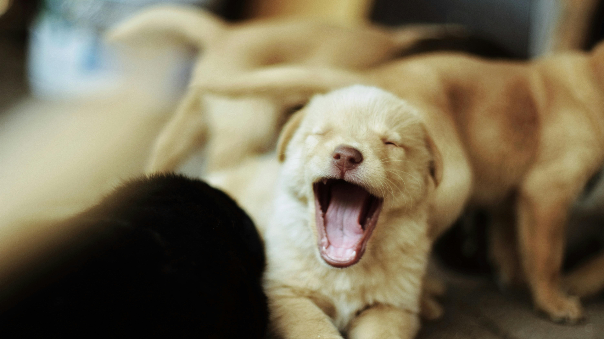 Yawning golden puppy lying on a soft blanket, with another puppy blurred in the background.