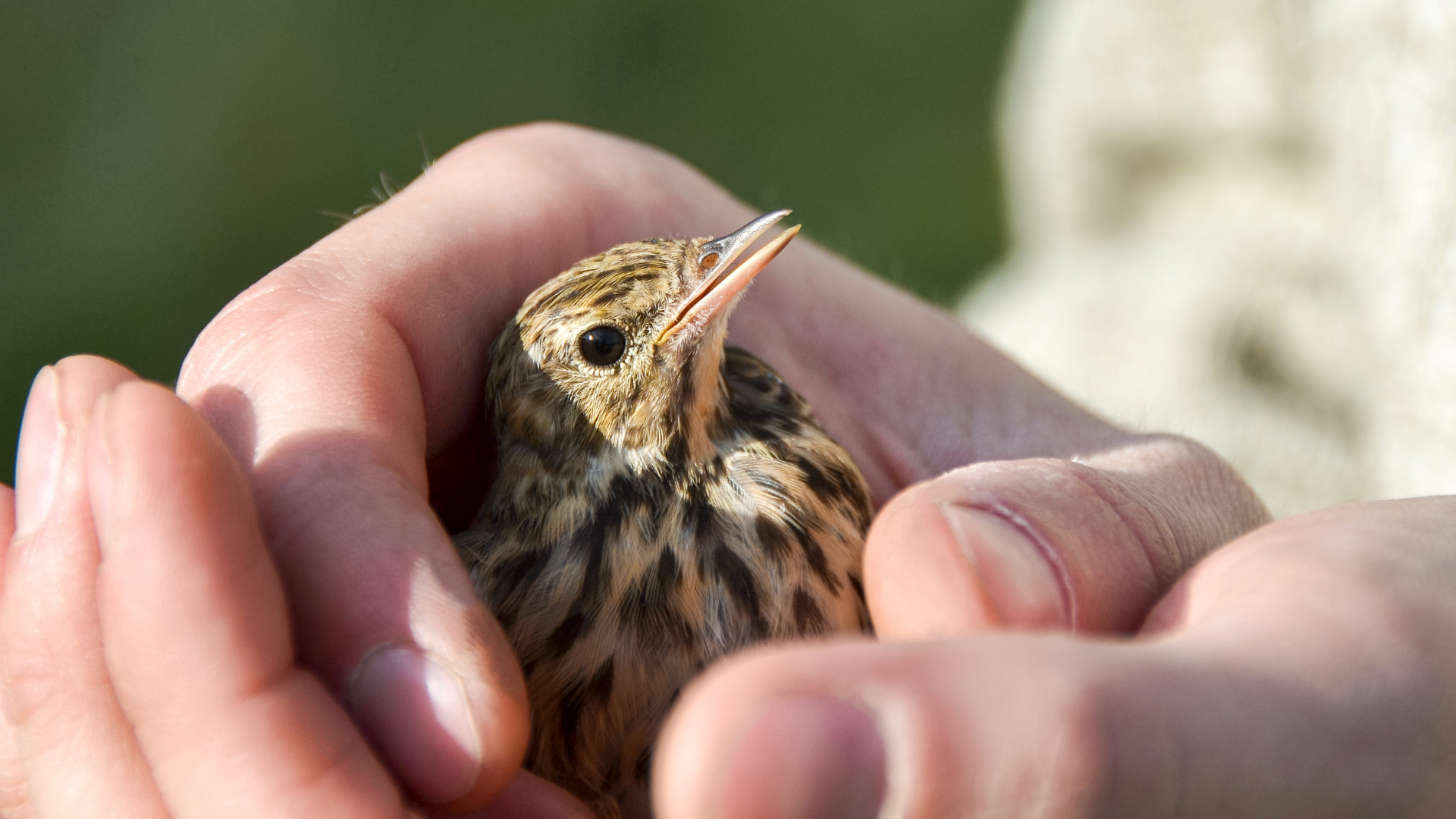 Small brown bird resting in cupped hands, with a blurred green background