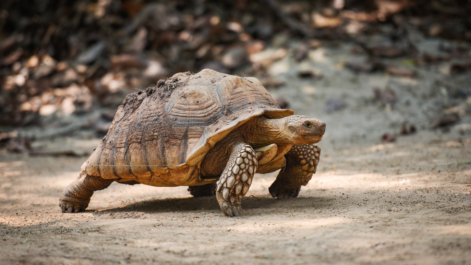 Brown tortoise walking on a dusty path in a wooded area