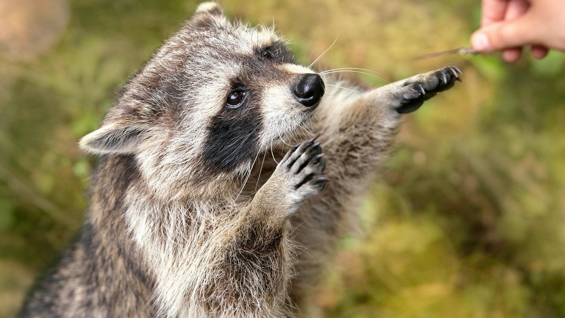 Raccoon reaching up toward a hand holding food in a blurred outdoor setting