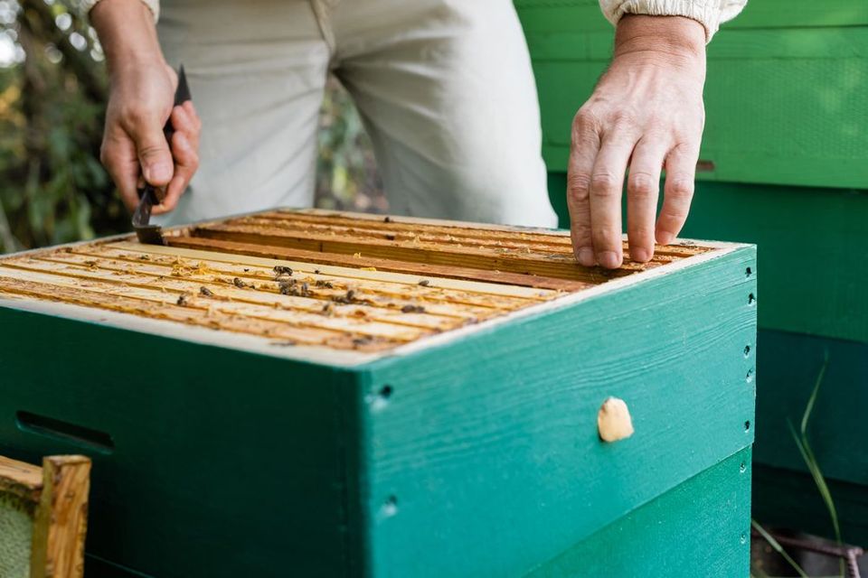Apicoltore che ispeziona un alveare verde, utilizzando uno strumento per sollevare un telaio di favo.