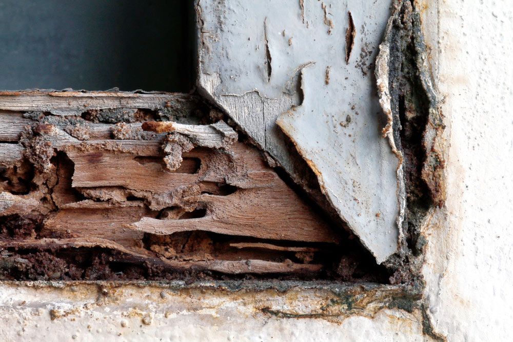 A Close Up of a Window Frame With Termites Eating It — Lighthouse Pest Control In Northern Rivers, NSW