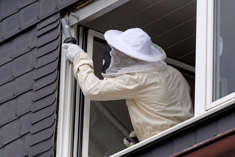 Pest Controller Removing a Hornet Nest — Lighthouse Pest Control In Skinners Shoot, NSW