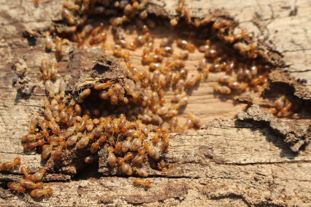A Bunch of Termites Are Crawling on A Piece of Wood — Lighthouse Pest Control In Byron Bay, NSW