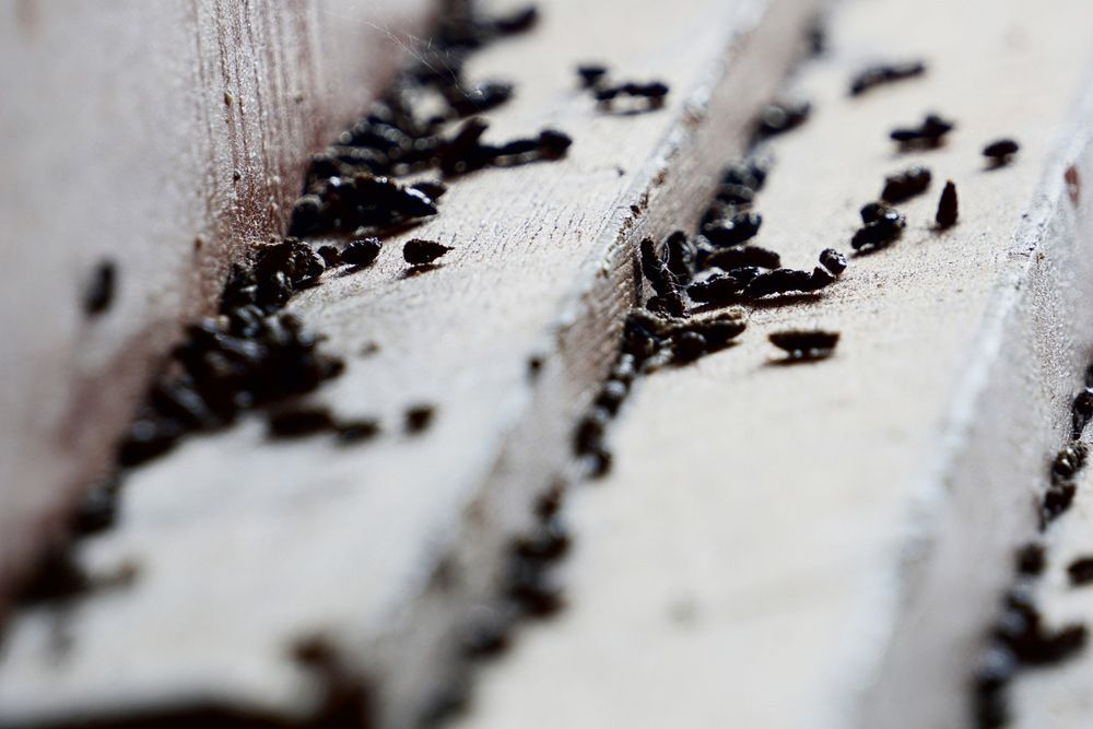 A Bunch of Black Bugs Are Crawling on a White Surface — Lighthouse Pest Control In Skinners Shoot, NSW