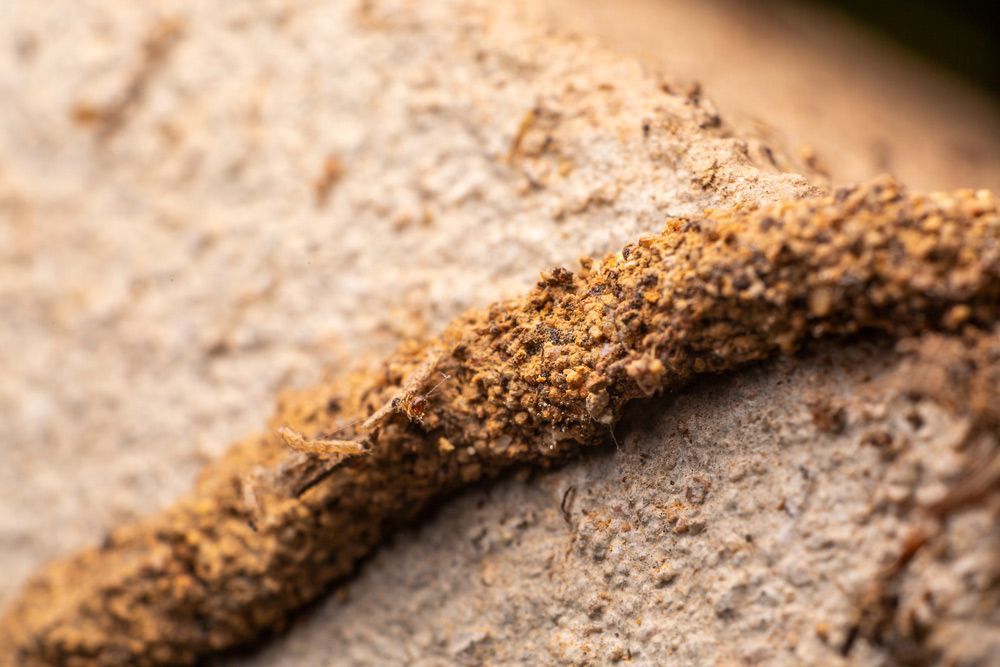 A Close Up of a Termite Mound on a Rock — Lighthouse Pest Control In Lennox Head, NSW