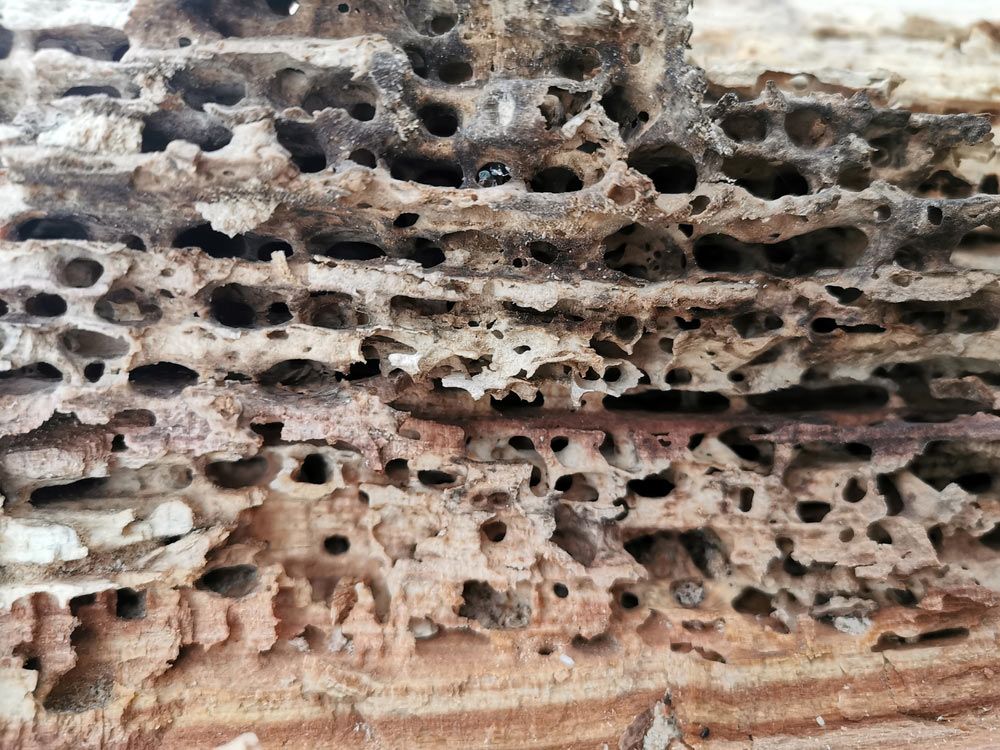 A Close Up of a Piece of Wood With Holes in It — Lighthouse Pest Control In Bangalow, NSW
