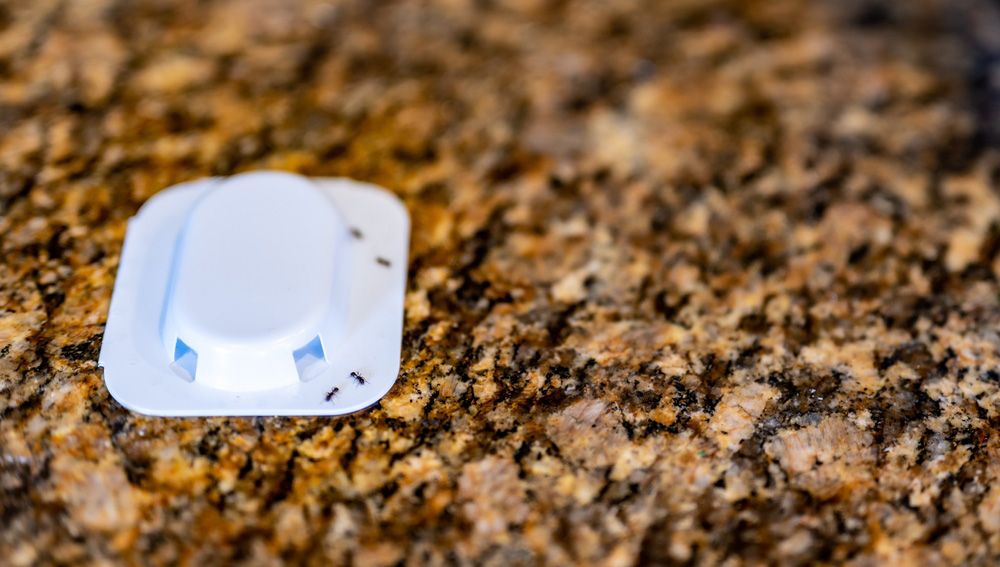 A Small White Object Is Sitting on Top of A Granite Counter — Lighthouse Pest Control In Ballina, NSW