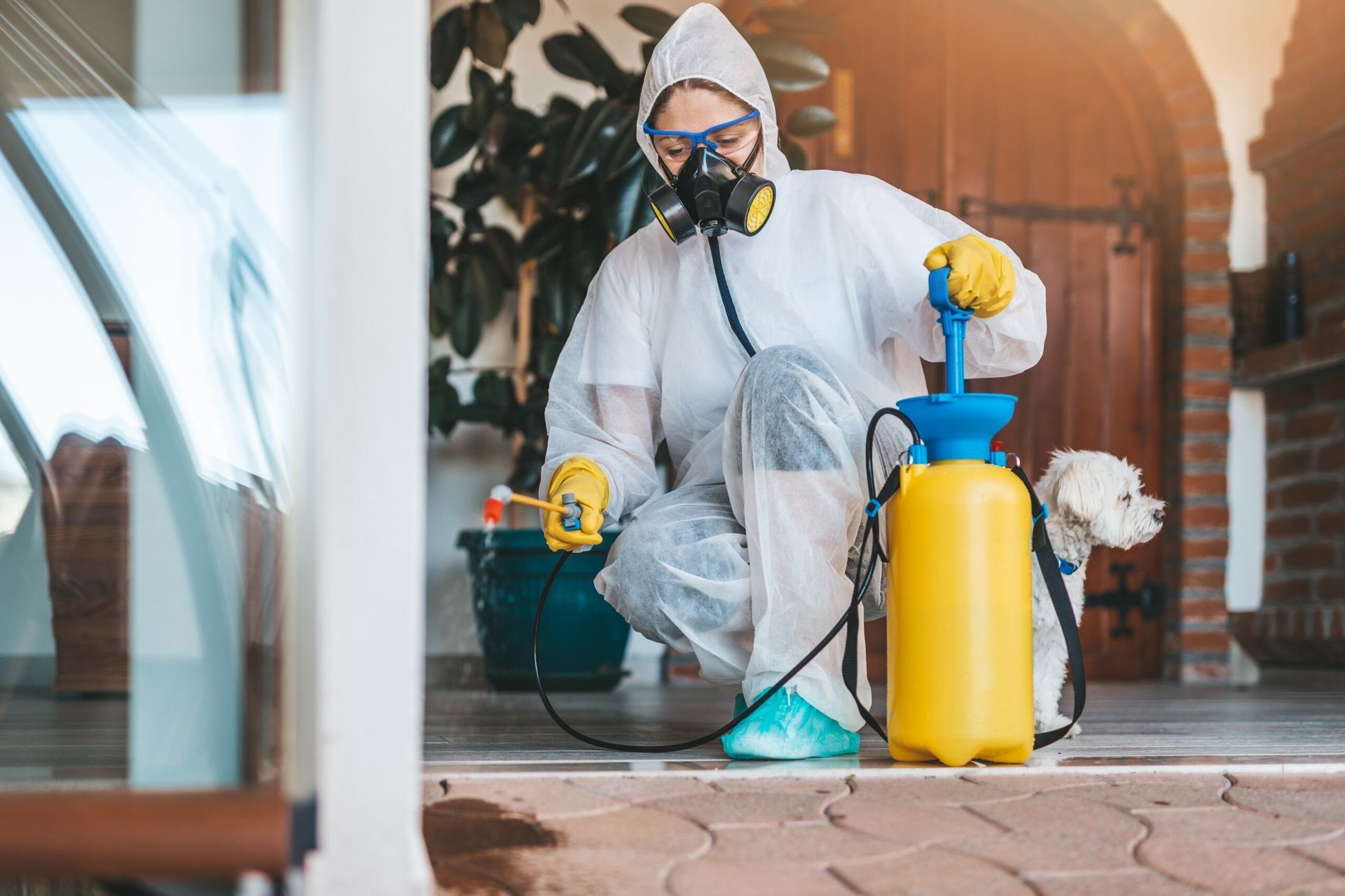 A Person in a Protective Suit is Spraying a Dog With a Spray Bottle — Lighthouse Pest Control In Alstonville, NSW