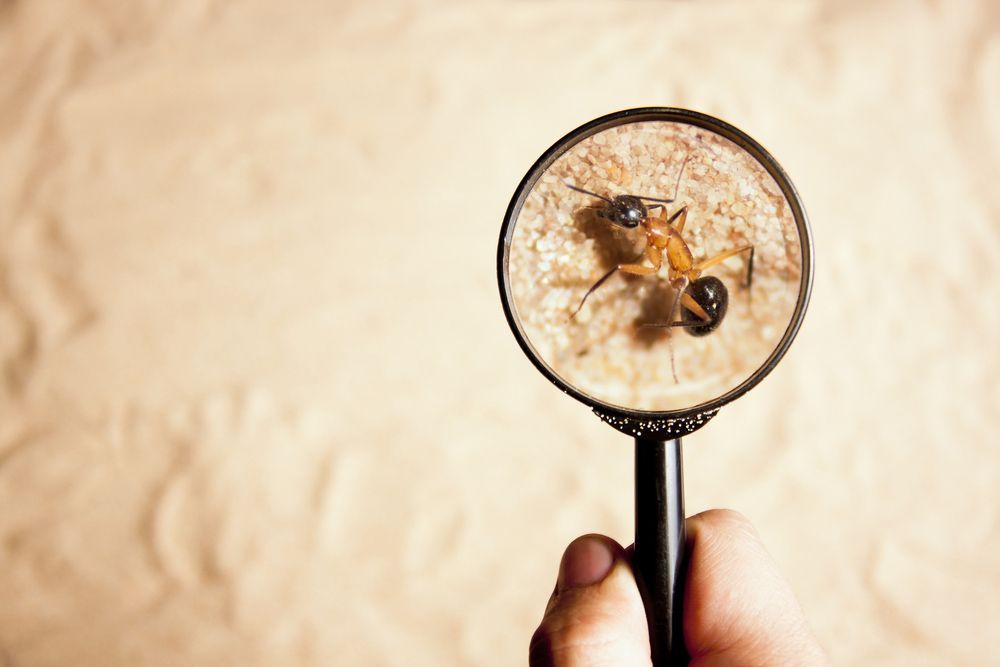 A Person is Holding a Magnifying Glass With Two Ants on It — Lighthouse Pest Control In Northern Rivers, NSW