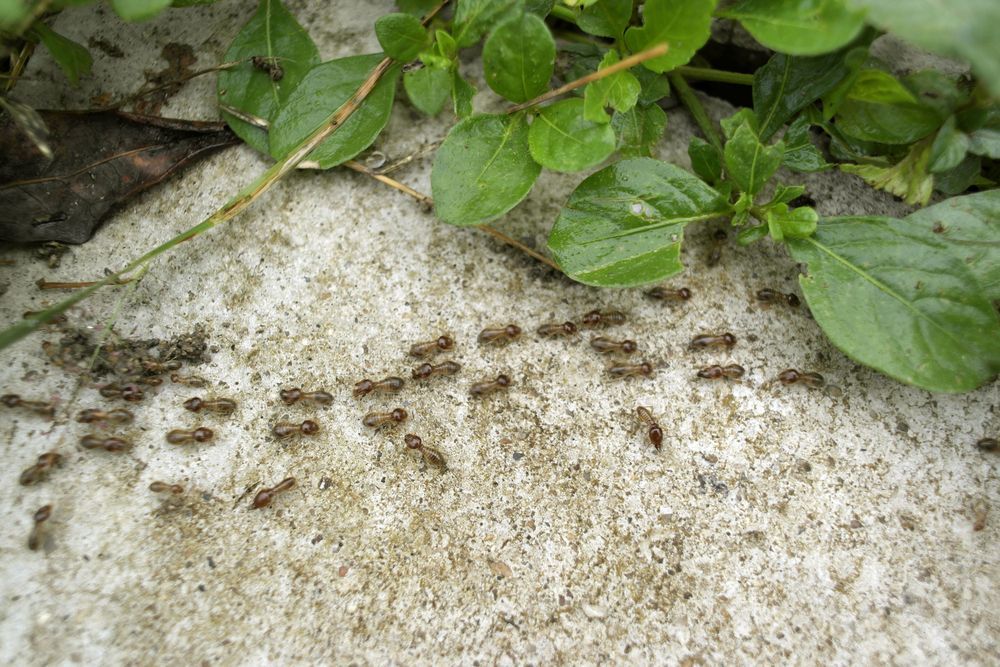 A Group of Ants Are Crawling on a Sandy Surface Next to a Plant — Lighthouse Pest Control In Mullumbimby, NSW