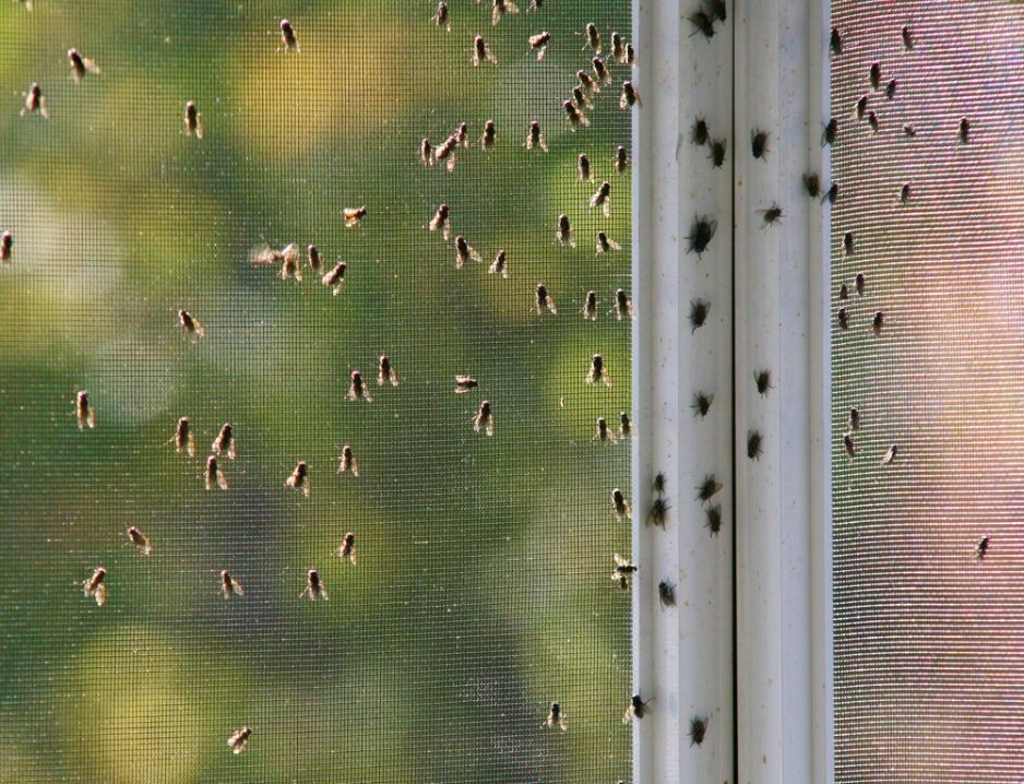 Grimy Houseflies Congregating on a Screen — Lighthouse Pest Control In Skinners Shoot, NSW
