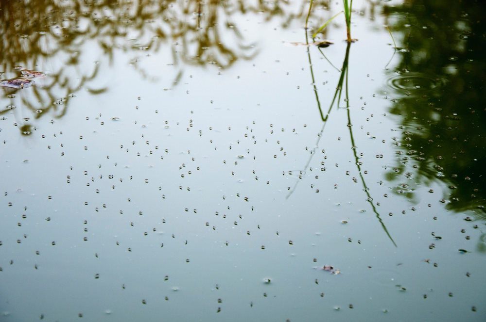 Mosquitos — Lighthouse Pest Control In Skinners Shoot, NSW