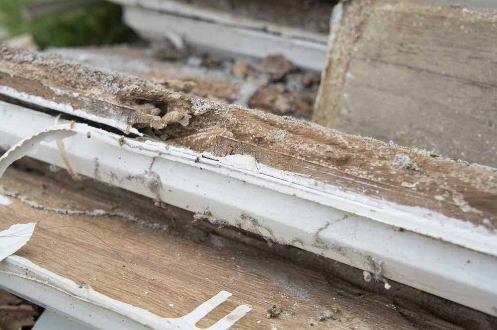 Termite Rotted Wood — Lighthouse Pest Control In Skinners Shoot, NSW