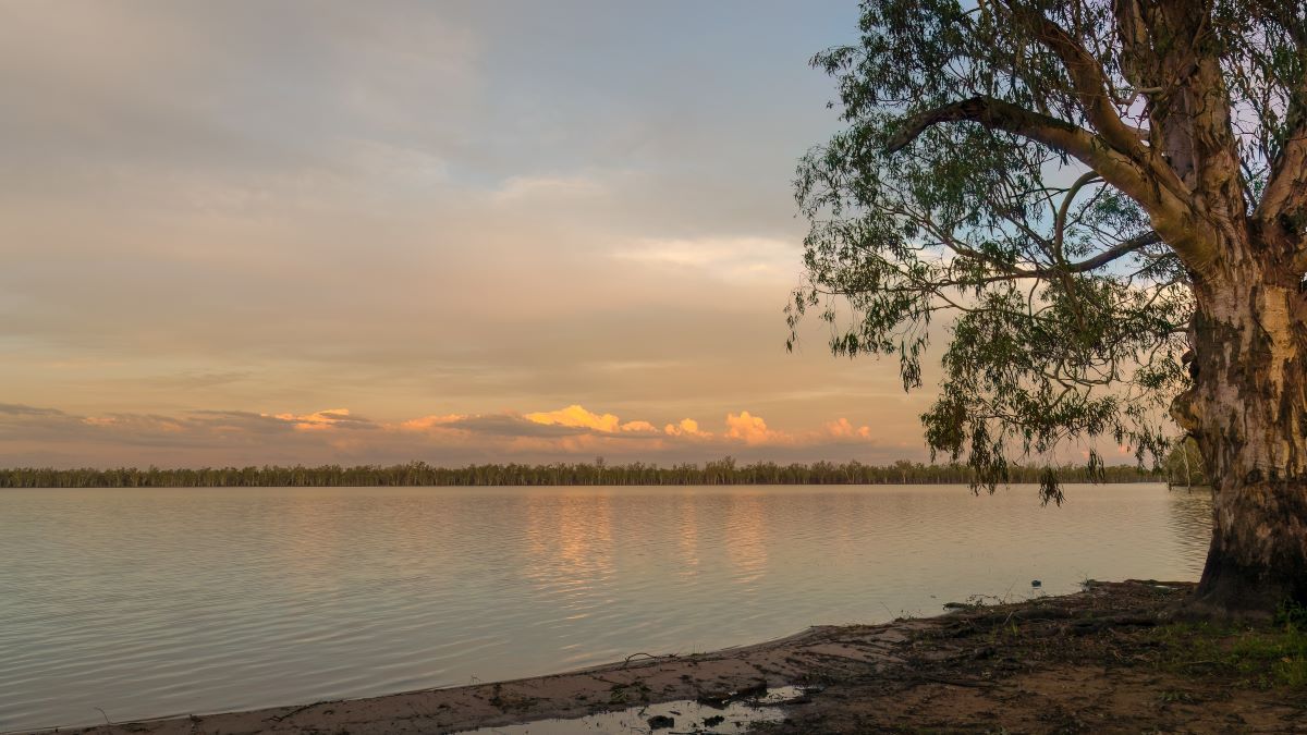 A Tree Is Standing on The Shore — Toowoomba Locksmiths in Dalby, QLD