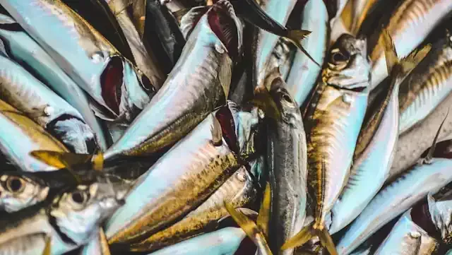 Photo of fish