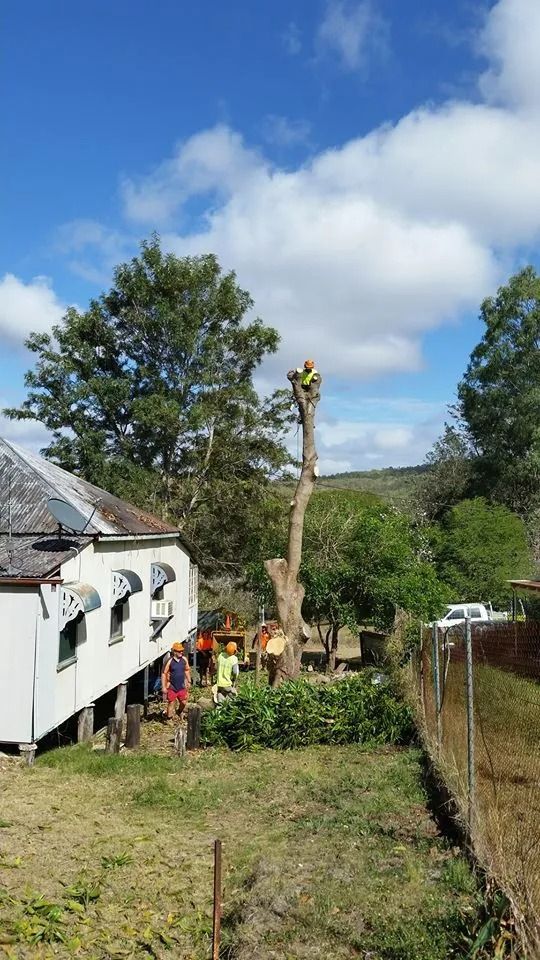 Tree Removal: Arborist Atop Tree, Workers Below — Barlows Tree Services in Rockhampton, QLD