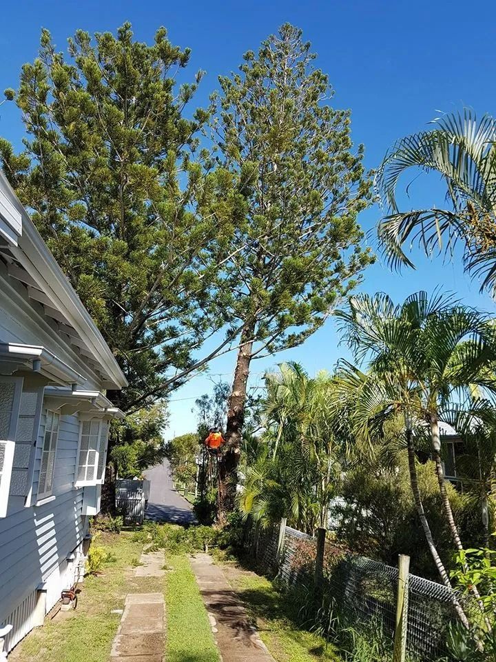 Person Cutting Tree Branches Near a House and Fence on a Sunny Day — Barlows Tree Services in Rockhampton, QLD
