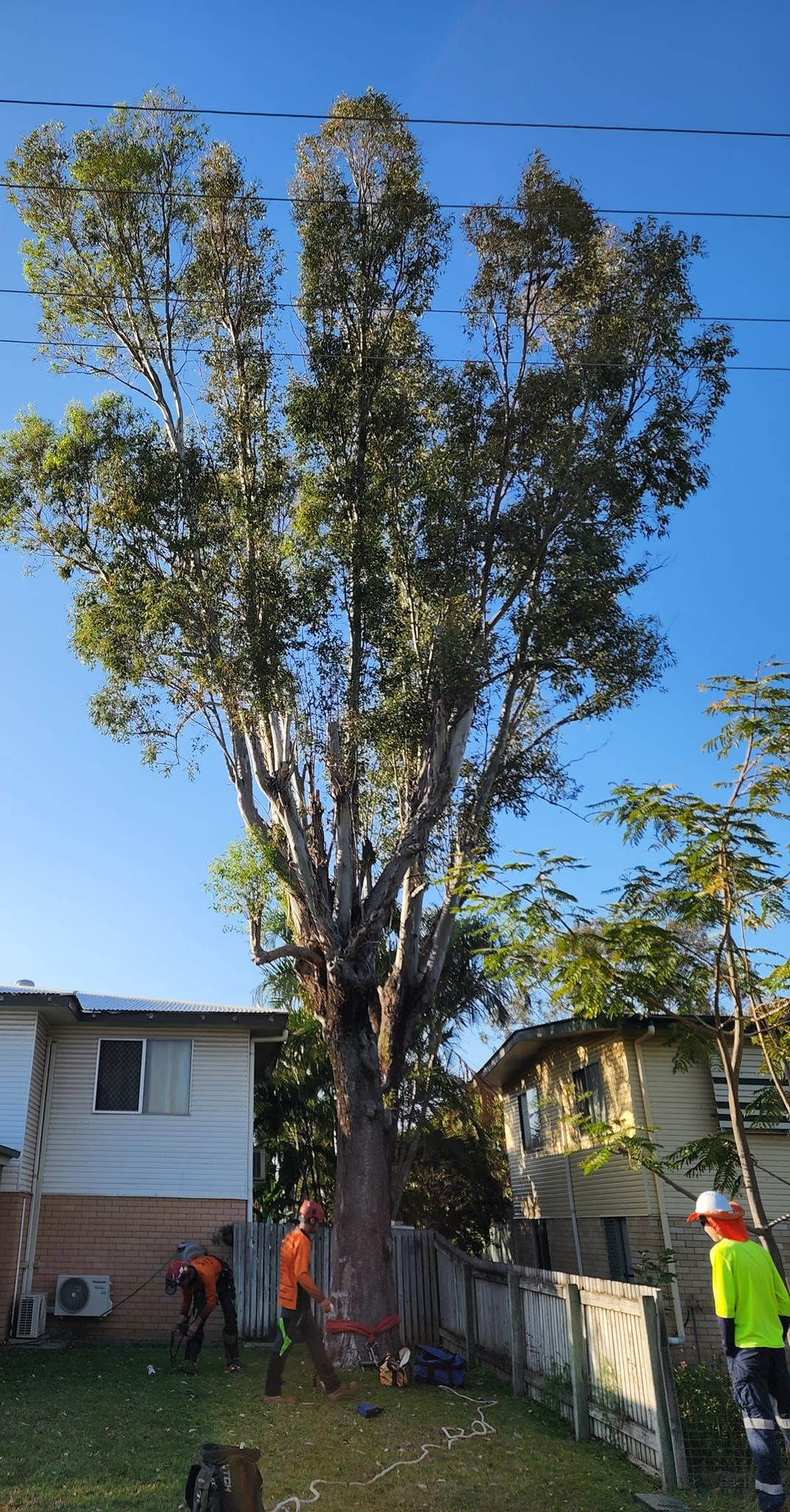 A Tall Tree Stands in a Yard at Sunrise — Barlows Tree Services in Rockhampton, QLD