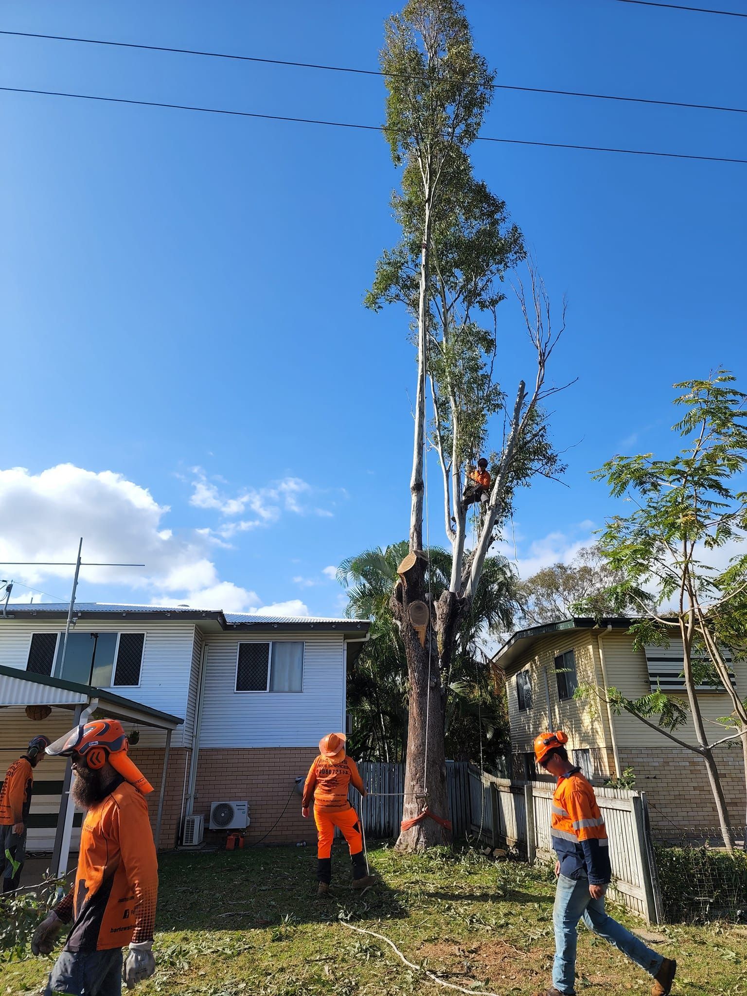 A Large Palm Tree Stands Next to A Truck with Signage in An Outdoor — Barlows Tree Services in Rockhampton, QLD