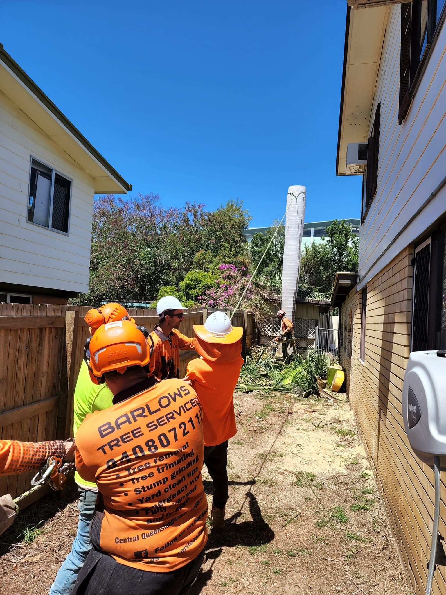 Large Tree Towers Over a House and Power Lines Under a Blue Sky —— Barlows Tree Services in Rockhampton, QLD