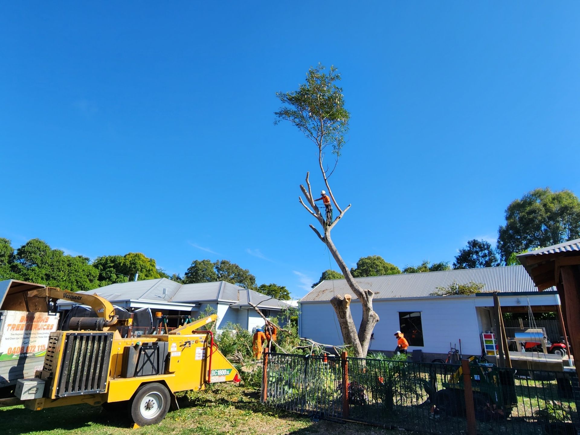 A Worker in A Tree Prunes the Upper Branches — Barlows Tree Services in Rockhampton, QLD