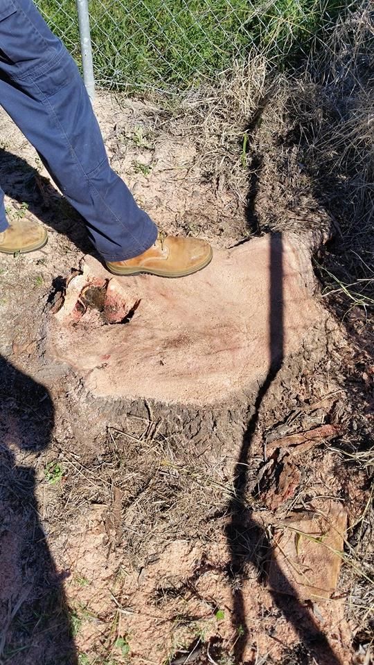 A Person Wearing Work Boots Stands Next to A Large Tree Stump in An Outdoor — Barlows Tree Services in Rockhampton, QLD