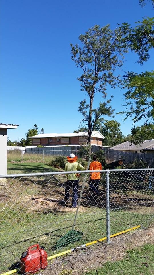 a Large Tree With Green Leaves and a Partially Cut Trunk — Barlows Tree Services in Rockhampton, QLD