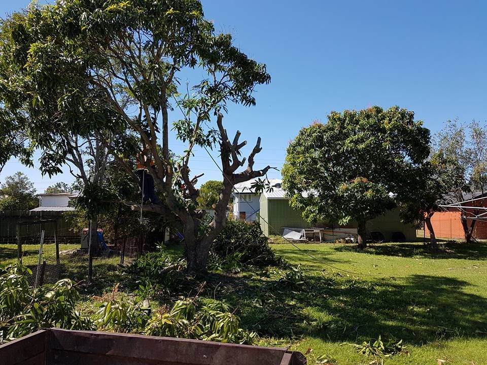 A Person Climbs a Partially Pruned Tree in A Sunny, Grassy Backyard — Barlows Tree Services in Rockhampton, QLD