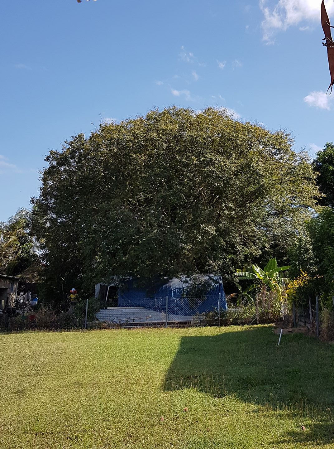 A Large, Full-Leafed Tree Stands Behind a Blue Tarp-Covered Structure — Barlows Tree Services in Rockhampton, QLD