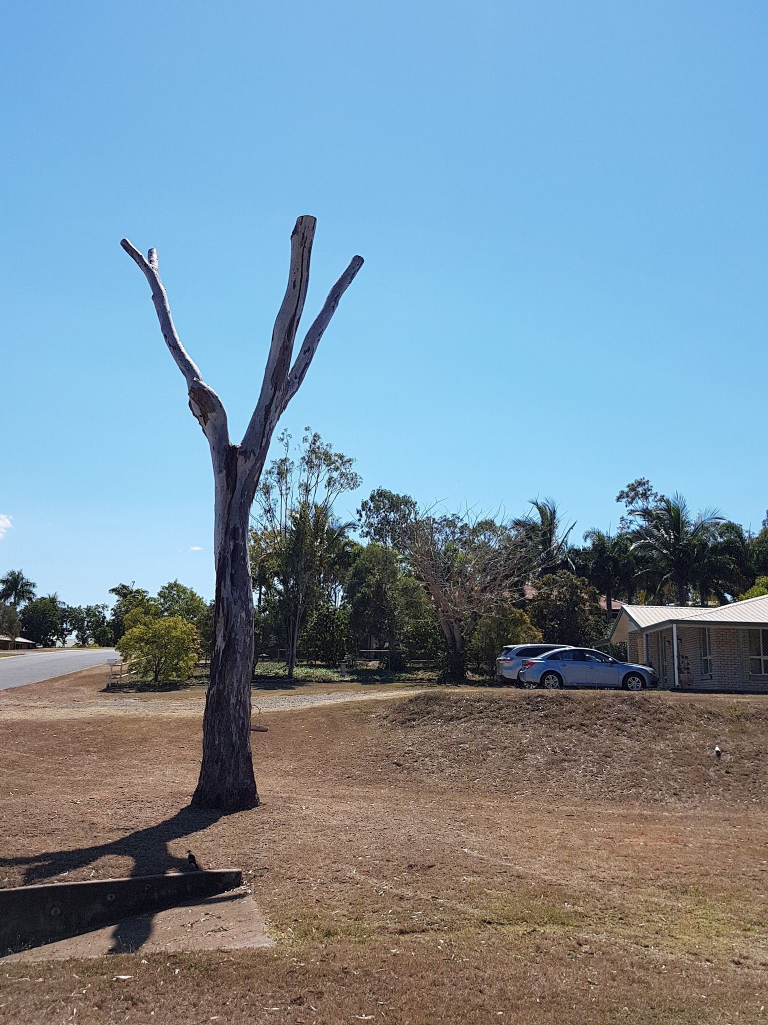 A Lone, Leafless, V-Shaped Tree Stands in A Dry — Barlows Tree Services in Rockhampton, QLD