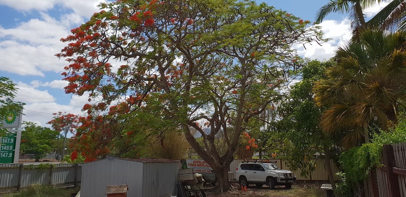 Stacks of Raw Timber Slabs of Varying Colors — Barlows Tree Services in Rockhampton, QLD