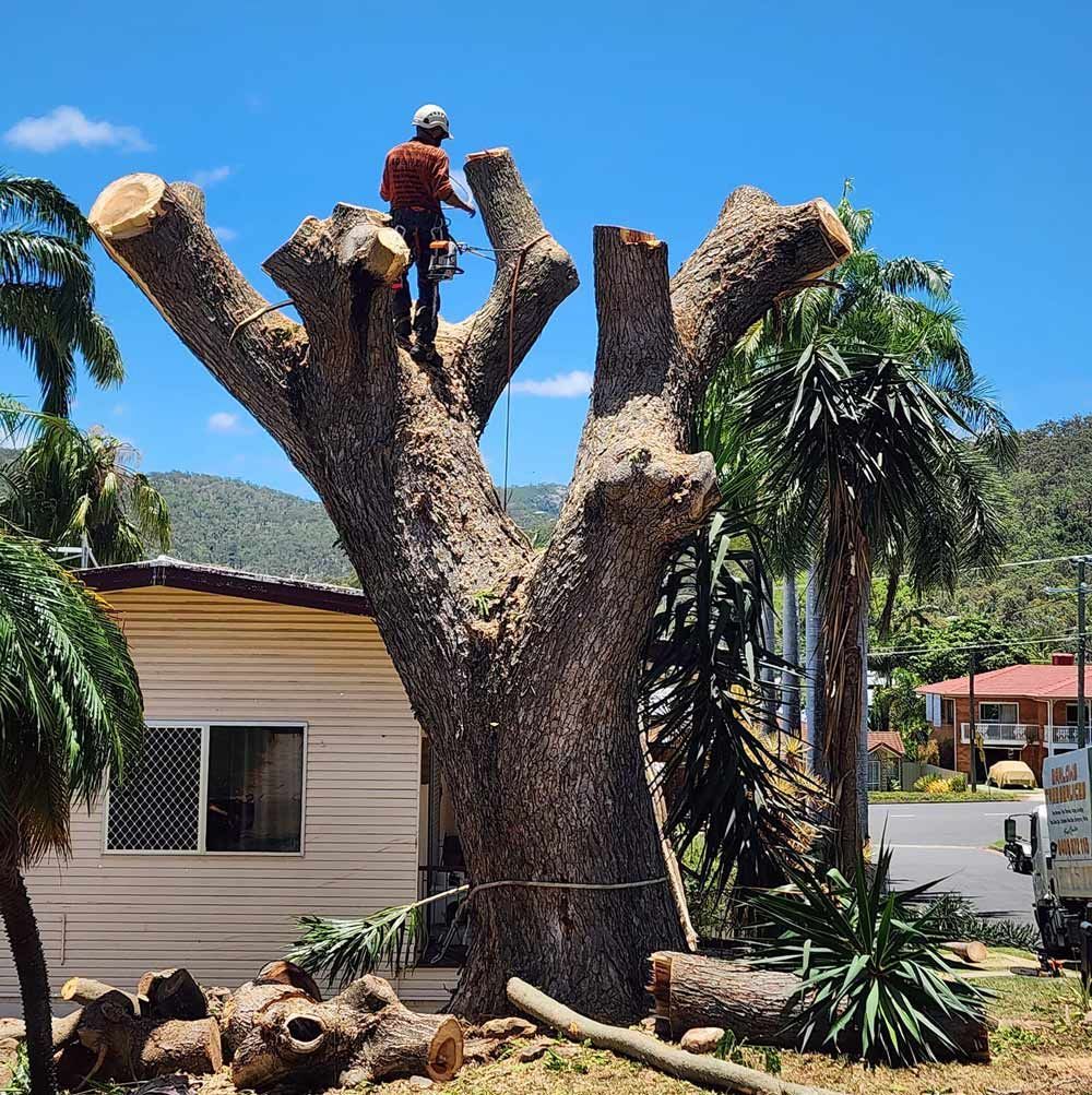 Person Using a Chainsaw to Trim a Large Tree — Barlows Tree Services in Rockhampton, QLD
