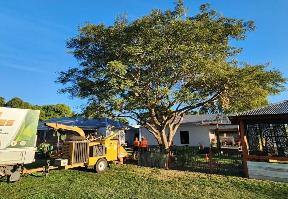 A large leafy tree in a grassy yard with workers and tree maintenance equipment nearby