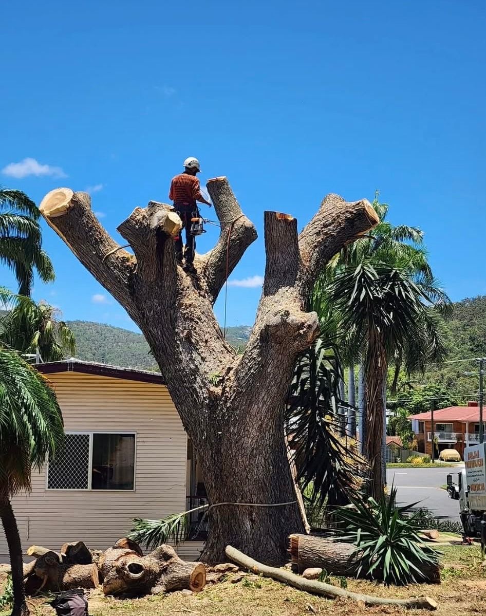 Arborist Trimming a Large Tree, Wearing Safety Gear — Barlows Tree Services in Rockhampton, QLD