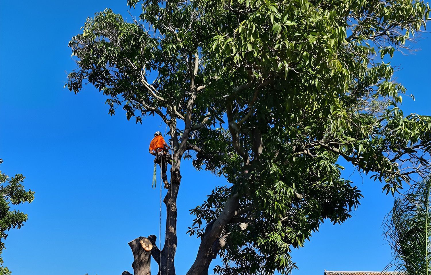 Arborist in Orange Safety Gear — Barlows Tree Services in Rockhampton, QLD