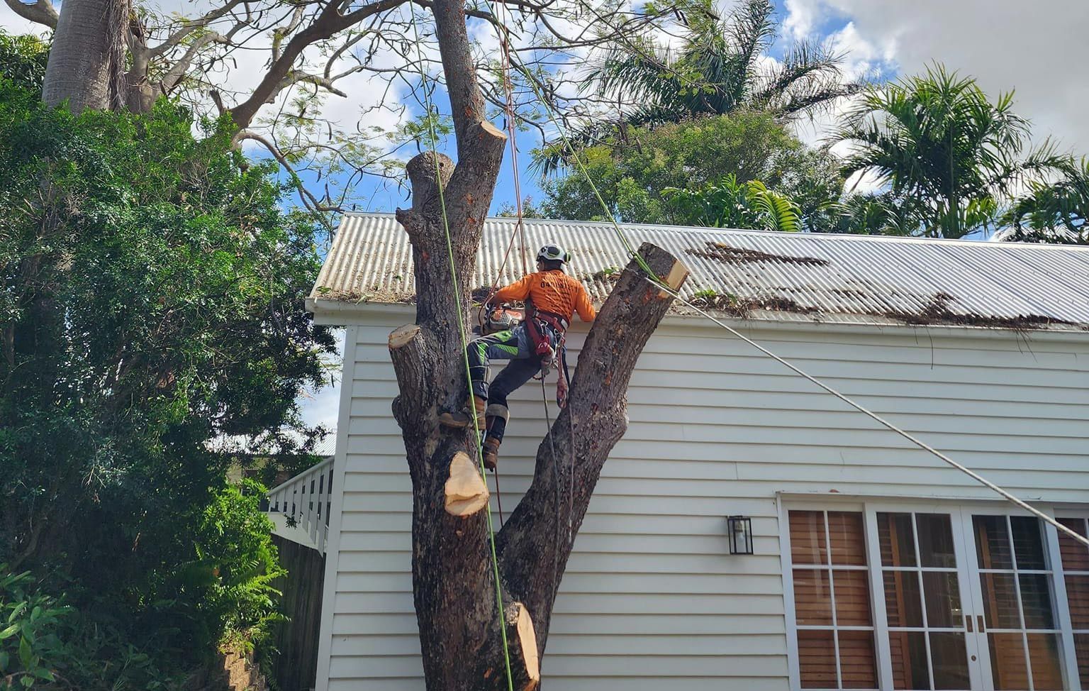 Arborist in Orange Shirt and Harness — Barlows Tree Services in Rockhampton, QLD