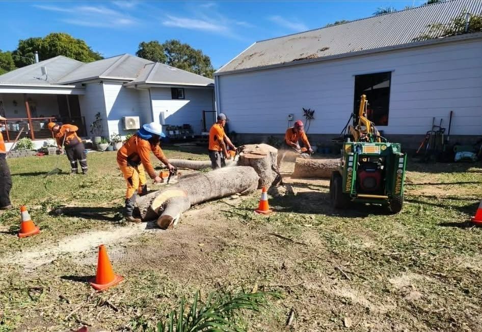 Workers in Orange Gear Clear Debris Around a Fallen Tree Beside Houses — Barlows Tree Services in Rockhampton, QLD