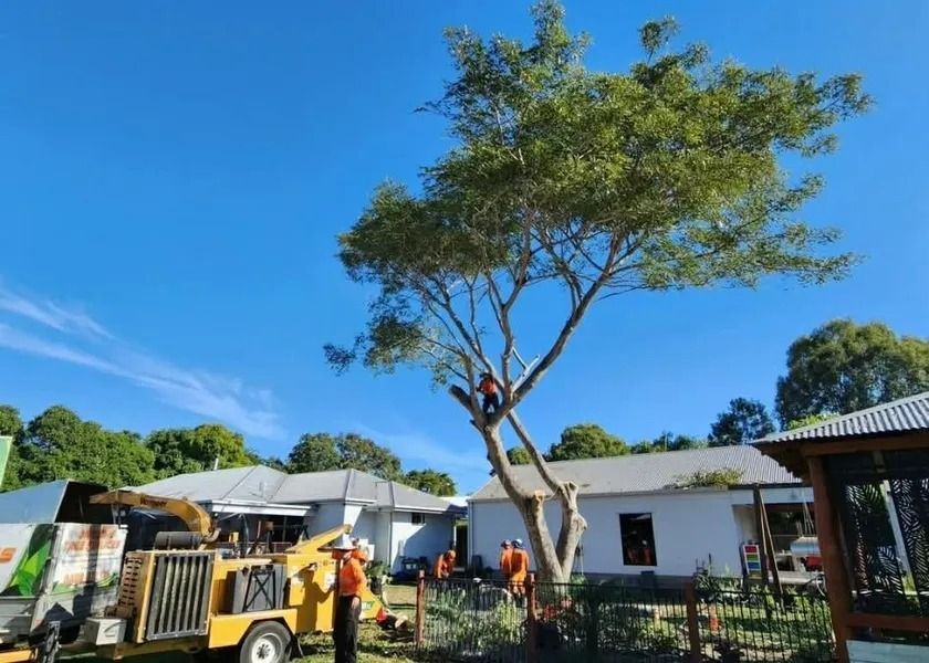 Workers Trimming a Tall Tree Beside a White Building and Yellow Truck — Barlows Tree Services in Rockhampton, QLD