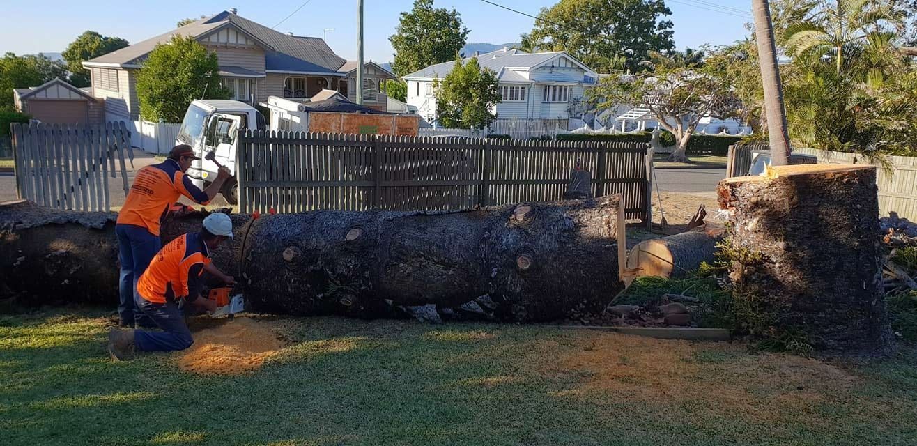 Worker in Orange Gear Trimming a Large Hedge — Barlows Tree Services in Rockhampton, QLD