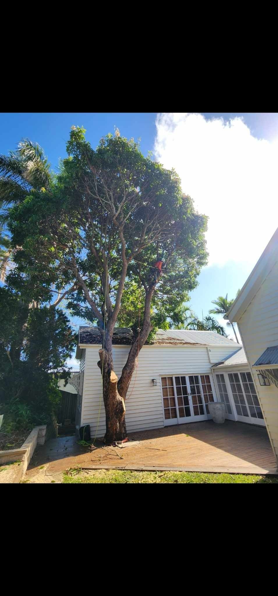 Tall Tree in a Sunny Yard Beside a White House With a Porch and Windows — Barlows Tree Services in Rockhampton, QLD