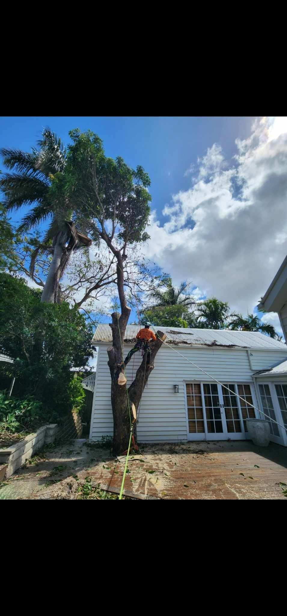 Small White House With a Tall Tree — Barlows Tree Services in Rockhampton, QLD