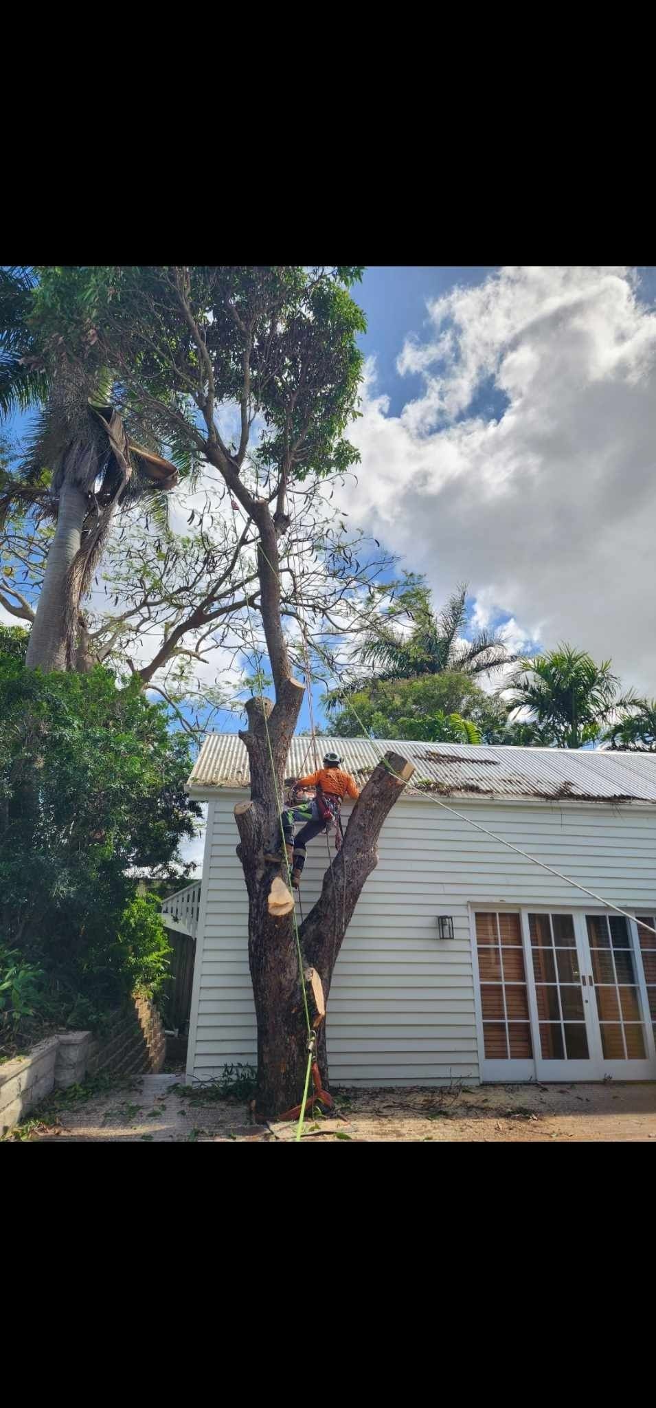 Tree With Green Leaves Under a Blue Sky, Near a Metal Building and Other Trees — Barlows Tree Services in Rockhampton, QLD