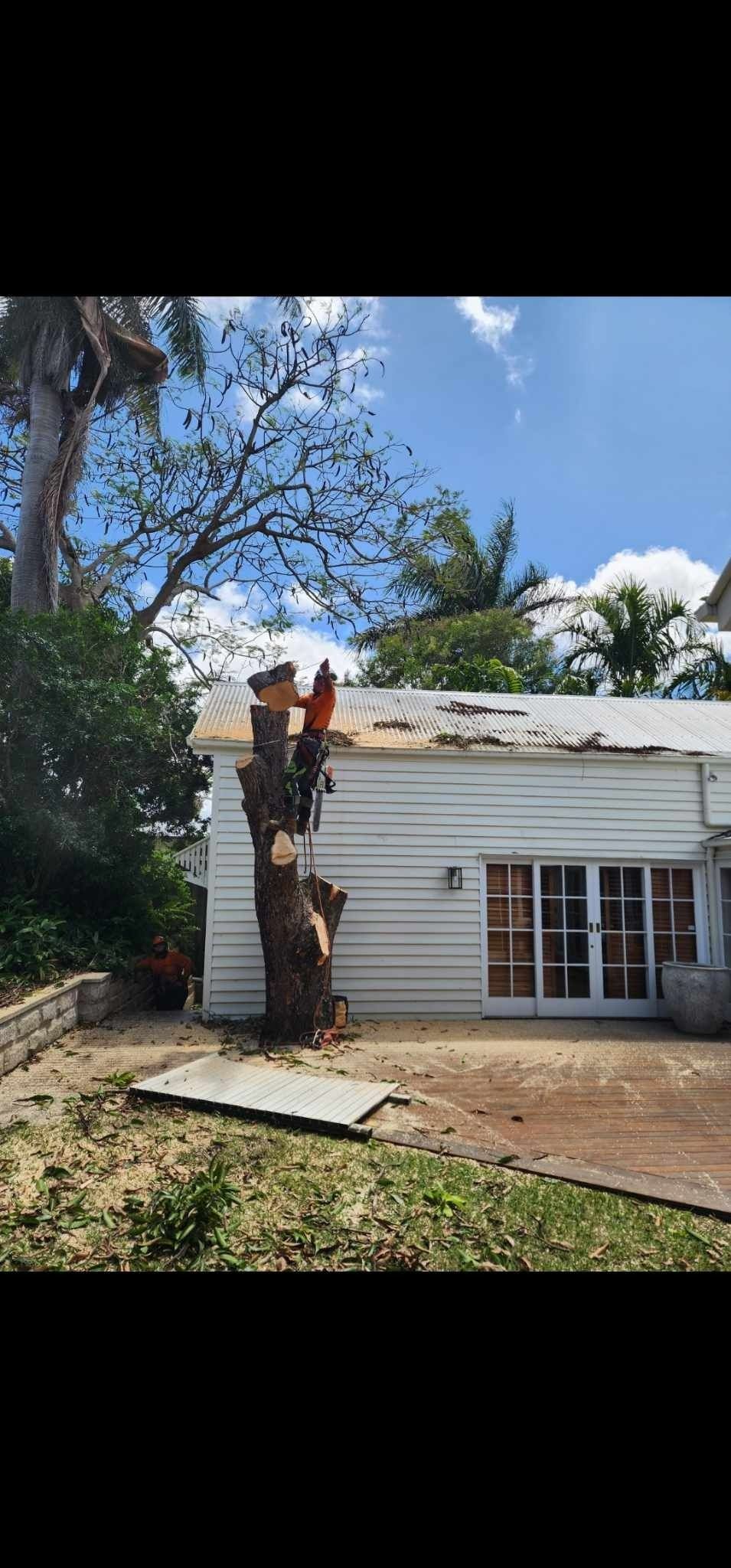 Workers Trimming a Tall Tree Beside a White House — Barlows Tree Services in Rockhampton, QLD