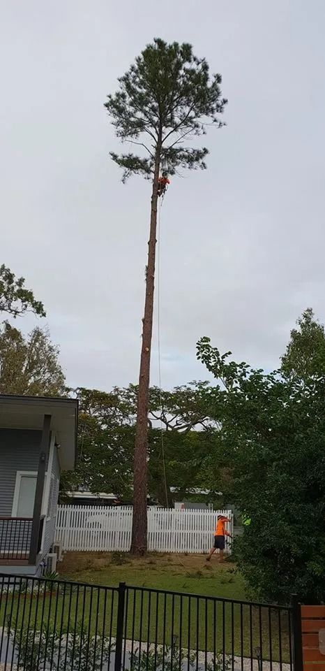 Tall Tree Being Trimmed by a Worker — Barlows Tree Services in Rockhampton, QLD