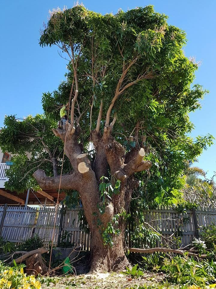 Tree With Pruned Branches, Lush Green Foliage Against a Clear Blue Sky — Barlows Tree Services in Rockhampton, QLD