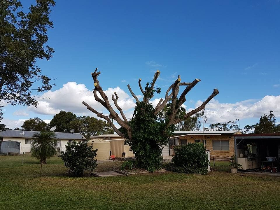 Partially Pruned Tree in a Yard, With Green Grass — Barlows Tree Services in Rockhampton, QLD