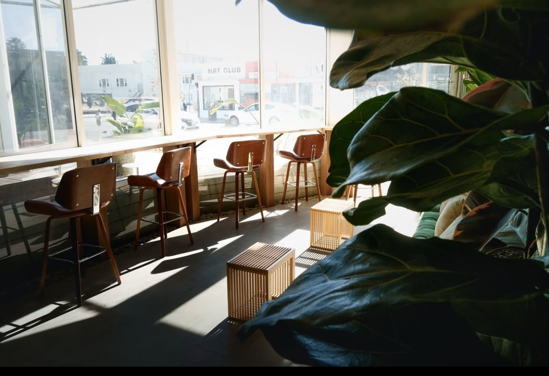 A room with a lot of chairs and tables and a plant