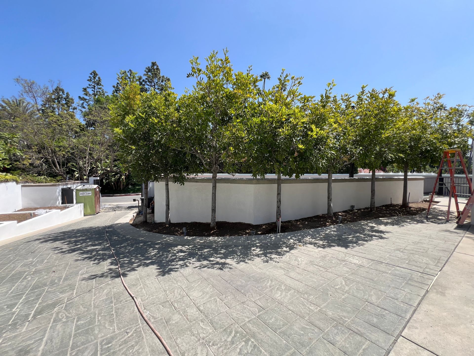 A row of green trees planted in front of a curved white retaining wall, next to a paved stone driveway under a blue sky.