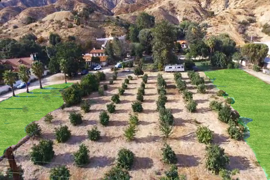 Rows of small trees in a dry orchard with green lawns and hills in the background